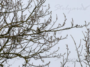 337299844_131601353205672_2991142382527431863_n